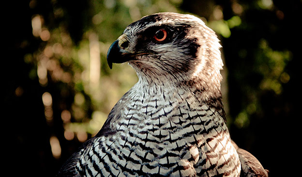 Falconry | Hawking | Bird of Prey | Hunting | Scotland | Bliss Magazine Online | Dalhousie Castle | King Edward III | Goshawk | Peregrine Falcon | Harris Hawk | Steppe Eagle