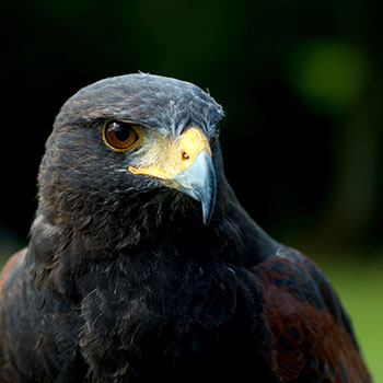Falconry | Hawking | Bird of Prey | Hunting | Scotland | Bliss Magazine Online | Dalhousie Castle | King Edward III | Goshawk | Peregrine Falcon | Harris Hawk | Steppe Eagle
